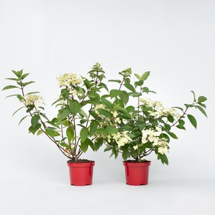 Plant in a Box - Hortensie - 2 Stk - Hydrangea paniculata 'Wim's Red' - Höhe 25-40cm - Topf 19cm 
