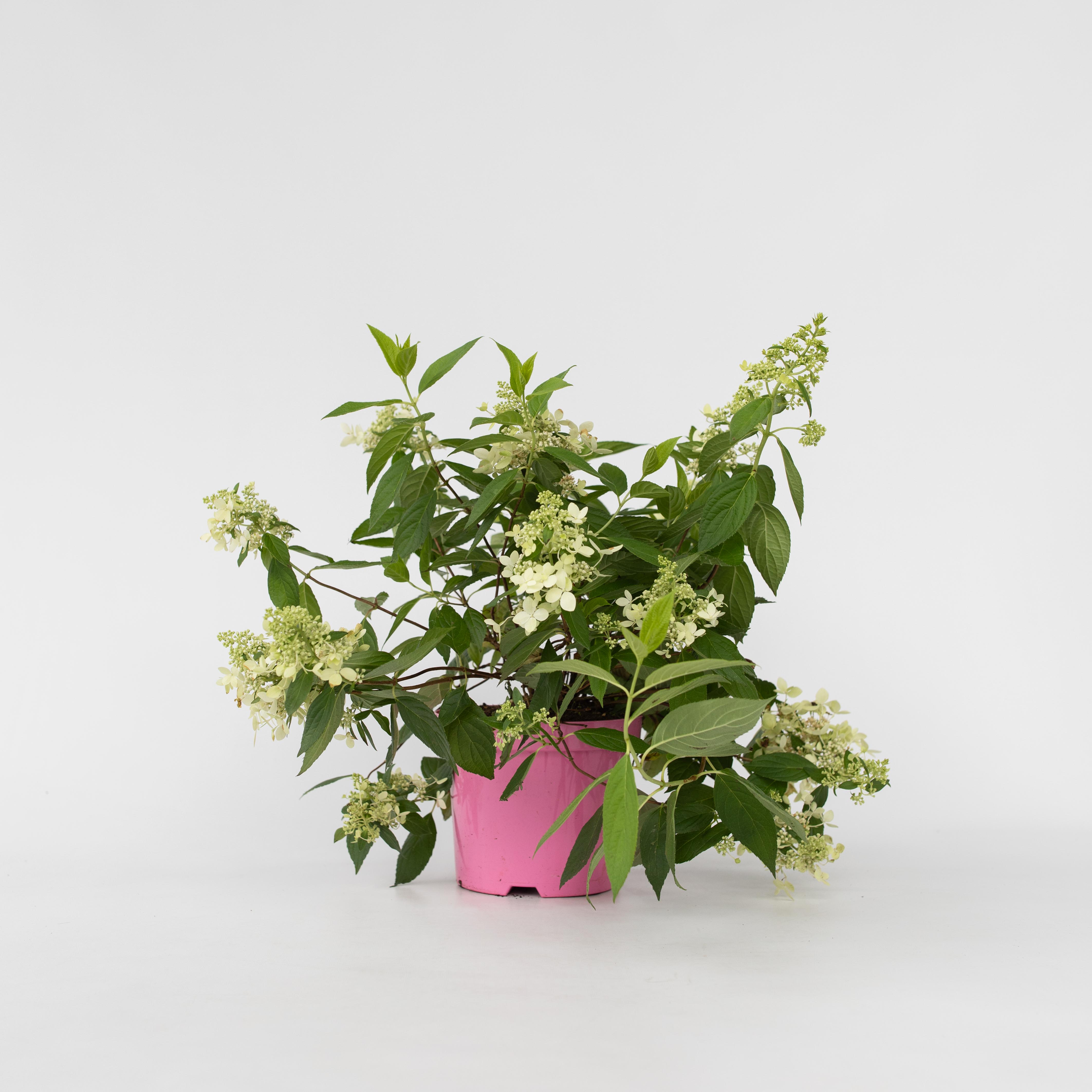 Plant in a Box - Hortensie - Hydrangea paniculata 'Confetti' - H&ouml;he 25-40cm - Topf 19cm 