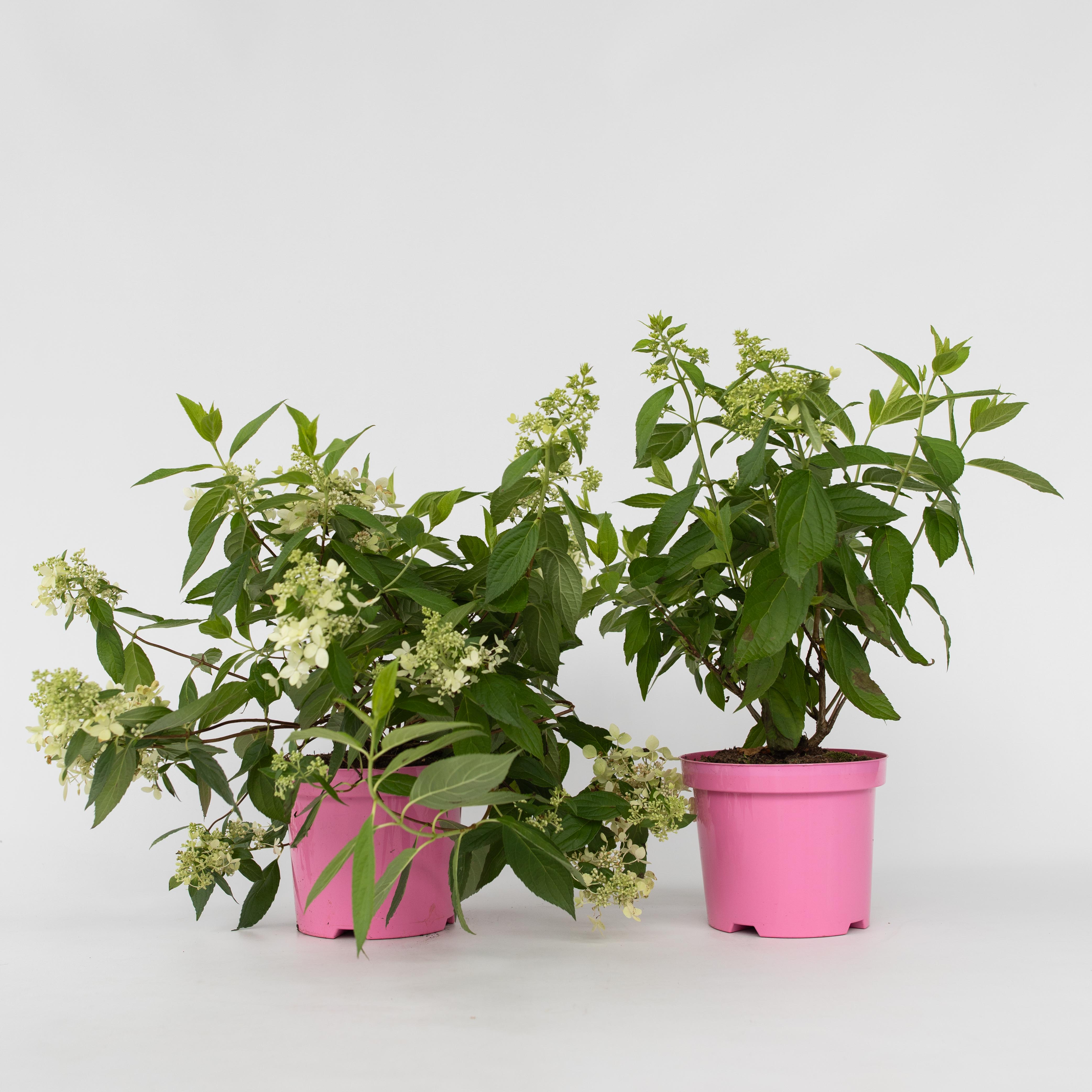 Plant in a Box - Hortensie - 2 Stk - Hydrangea paniculata 'Confetti' - H&ouml;he 25-40cm - Topf 19cm 