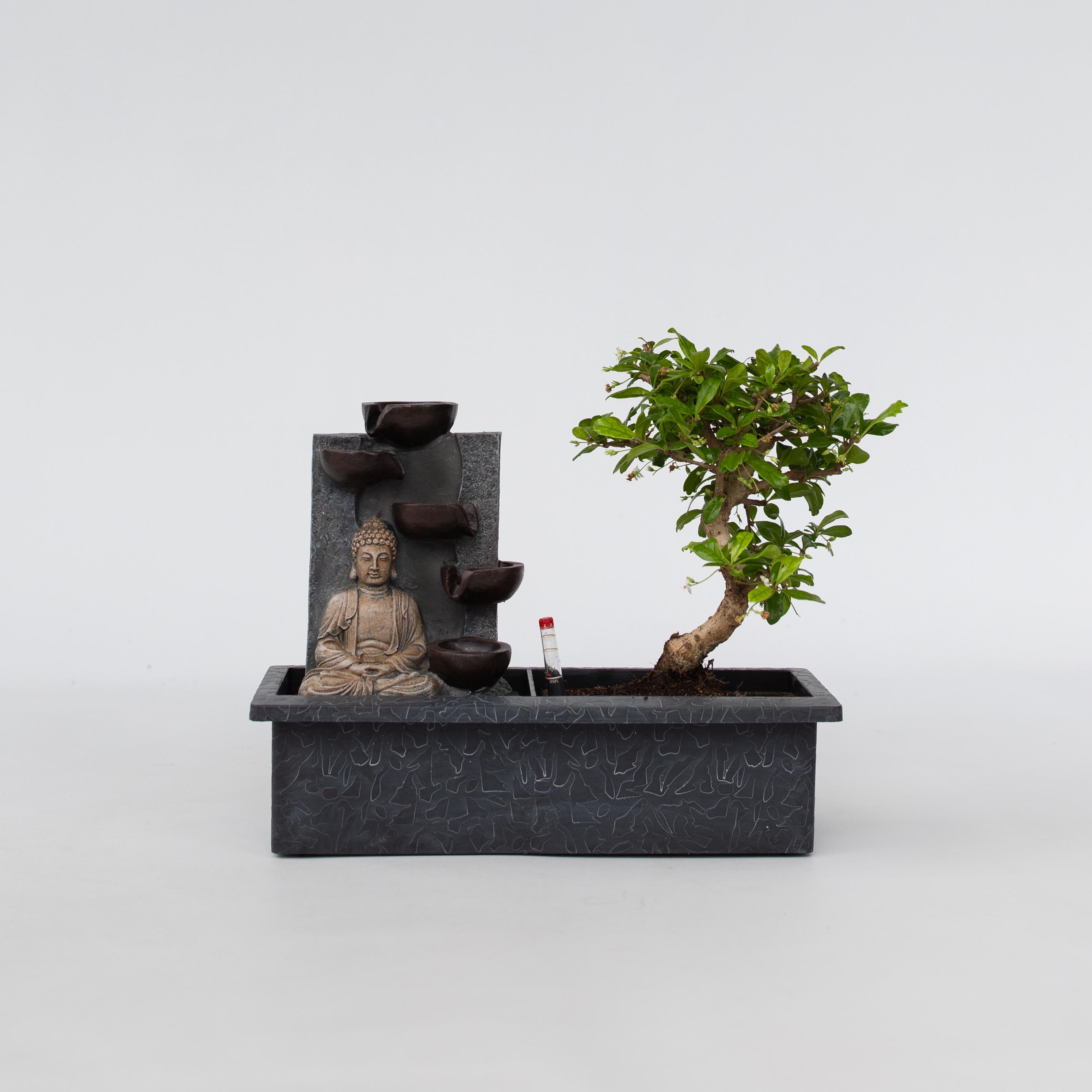 Plant in a Box - Bonsaibaume - Bonsai - H&ouml;he 25-35cm - Topf 29cm 