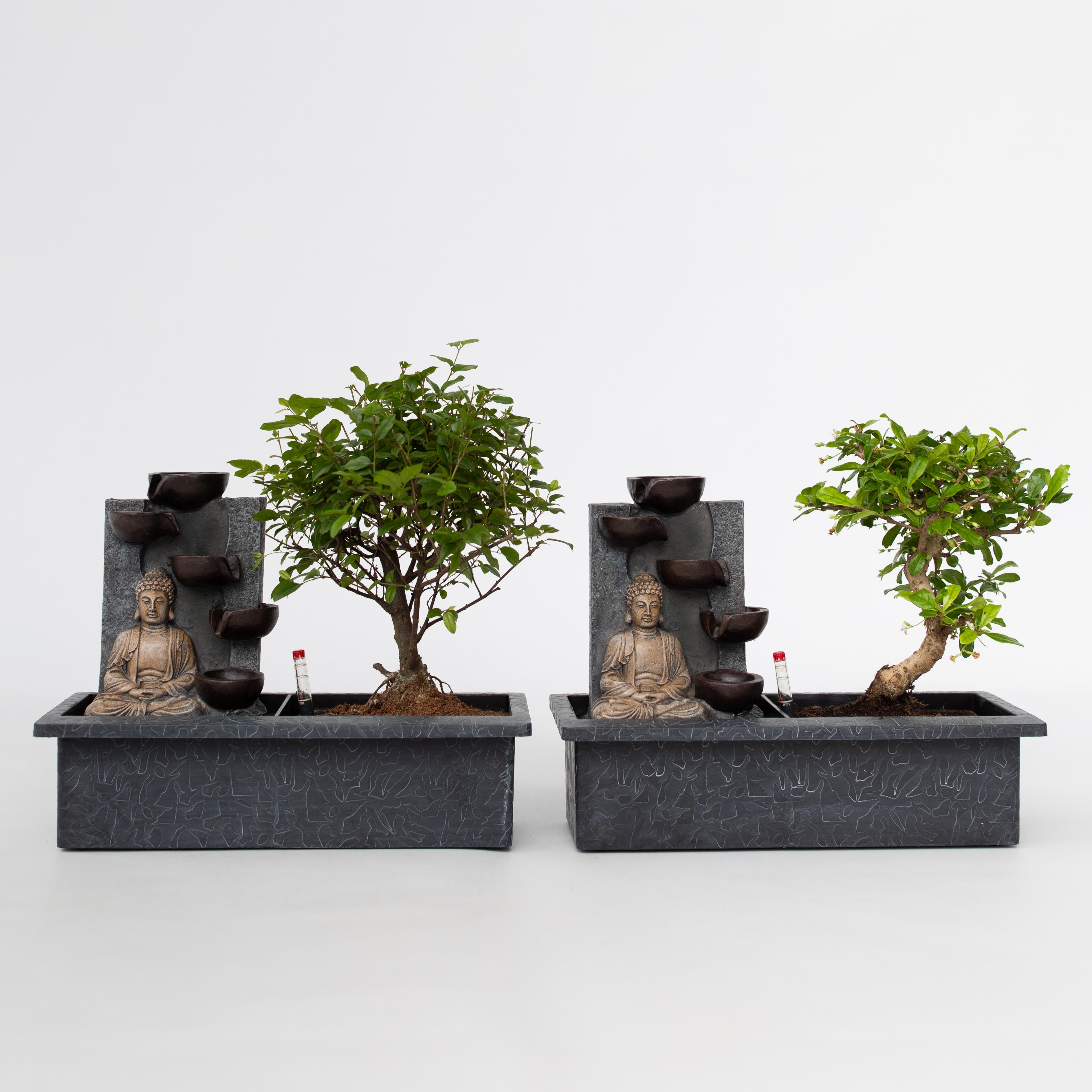Plant in a Box - Bonsaibaume - 2 Stk - Bonsai - H&ouml;he 25-35cm - Topf 29cm 