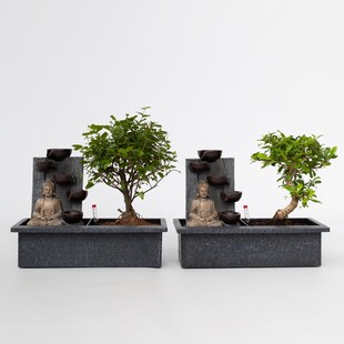 Plant in a Box - Bonsaibaume - 2 Stk - Bonsai - Höhe 25-35cm - Topf 29cm 