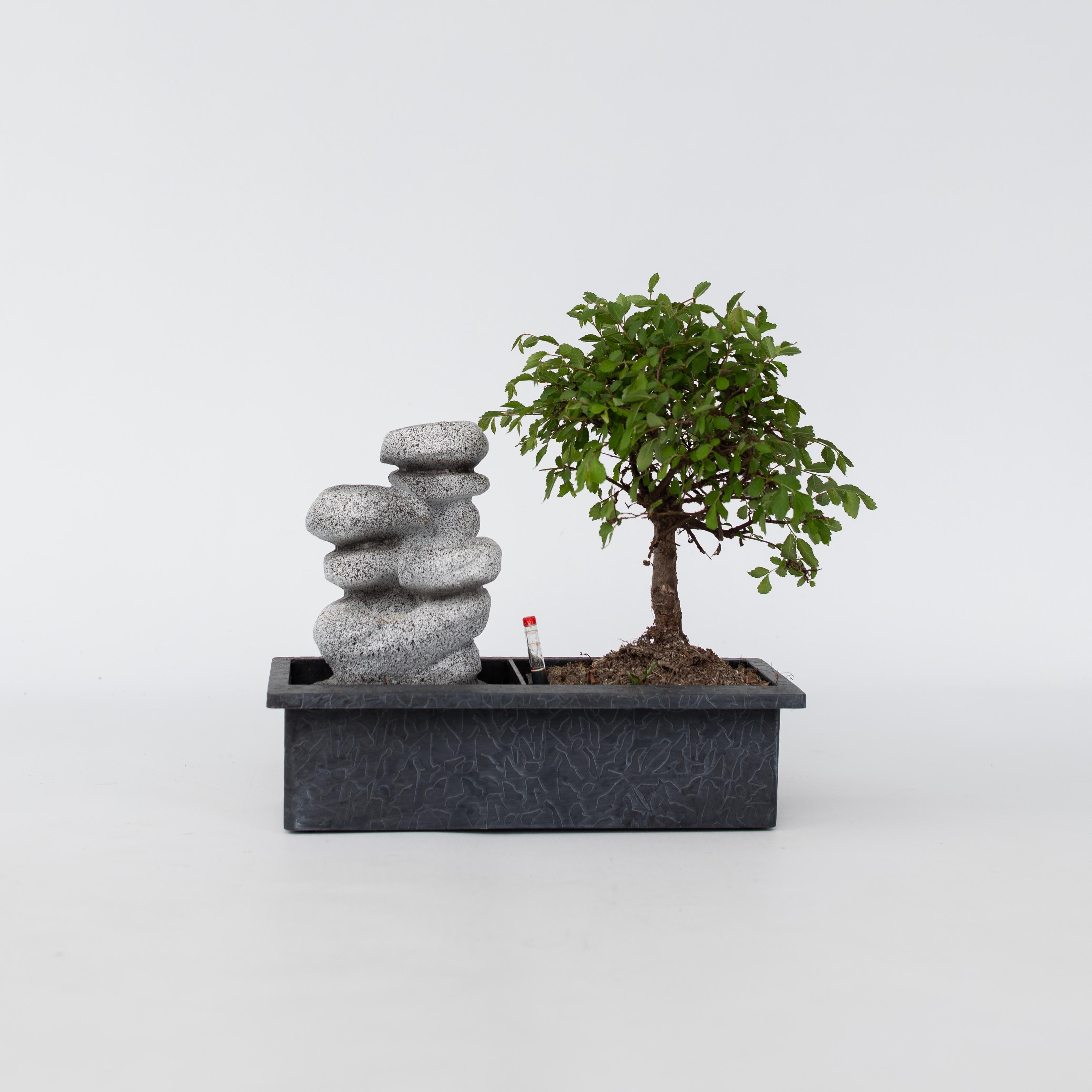 Plant in a Box - Bonsaibaume - Bonsai - H&ouml;he 25-35cm - Topf 29cm 