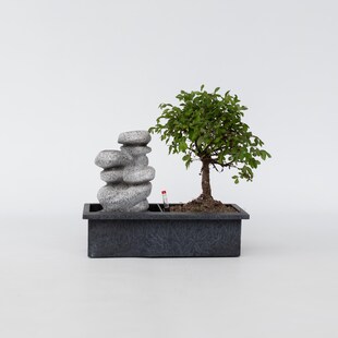 Plant in a Box - Bonsaibaume - Bonsai - Höhe 25-35cm - Topf 29cm 