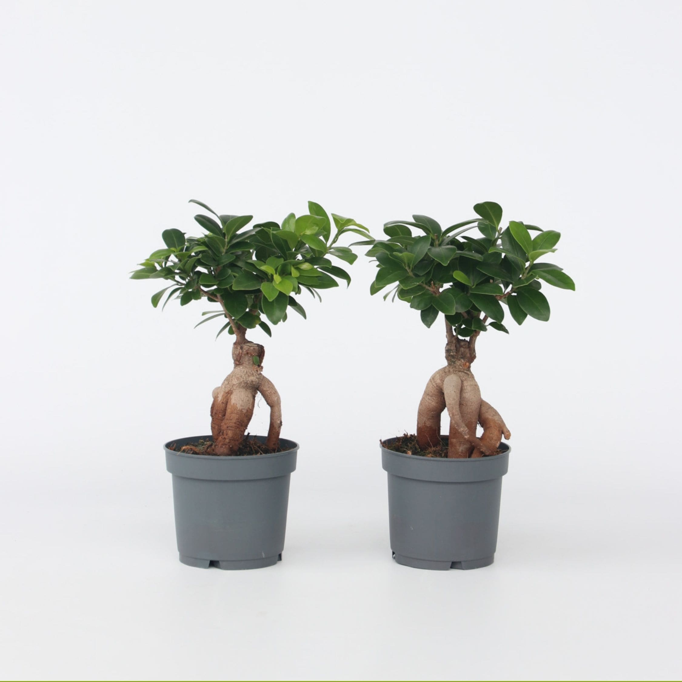 Plant in a Box - Bonsaibaum - 4 Stk - Ficus microcarpa - H&ouml;he 30-40cm - Topf 12cm 