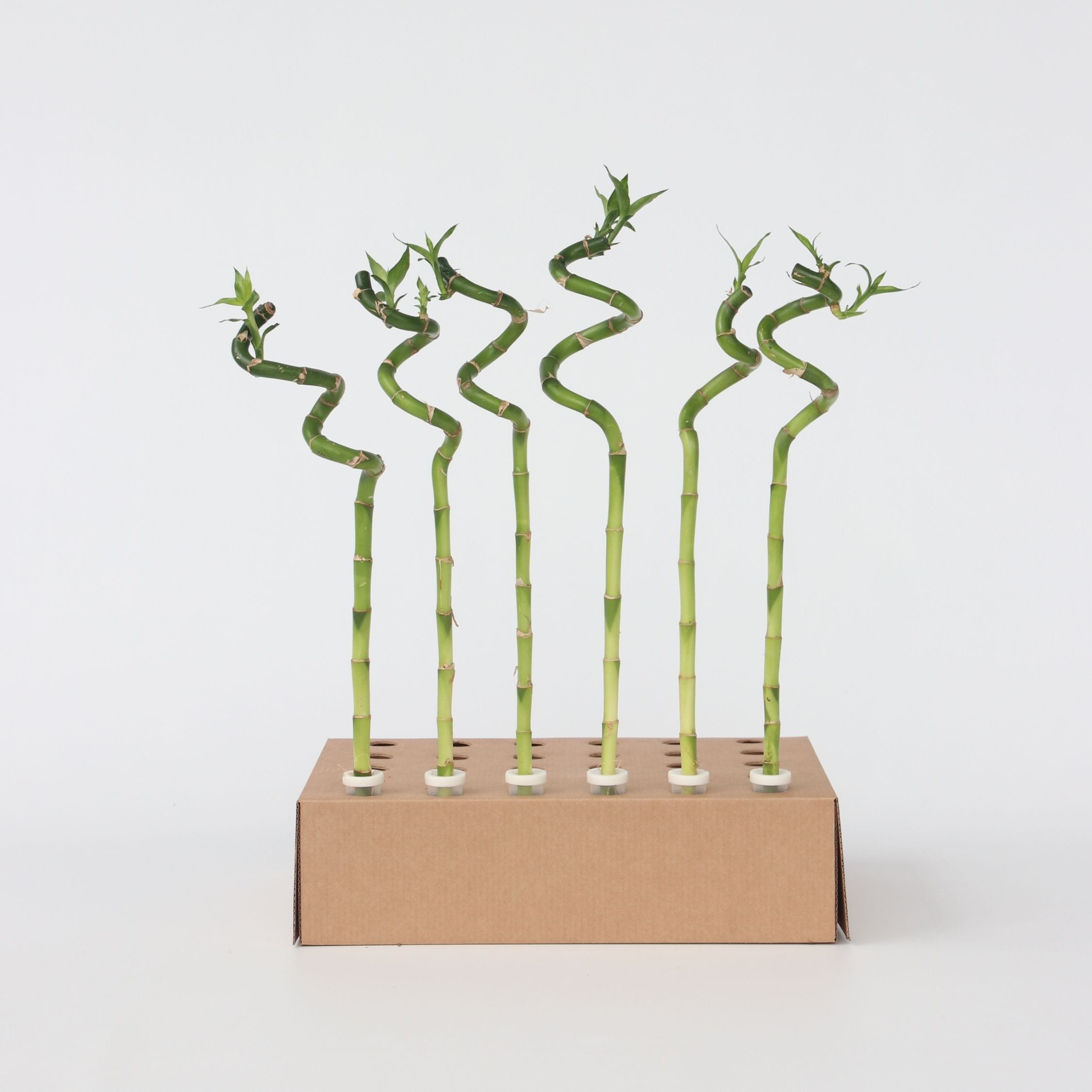 Plant in a Box - Gl&uuml;cksbambus - 12 Stk - Dracaena sanderiana - H&ouml;he 40-50cm - Topf 2cm 