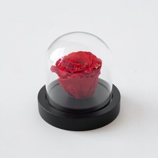 Plant in a Box - Konservierte rote Rose unter Glaskuppel - Echte Rose - Luxuriöses Geschenk 