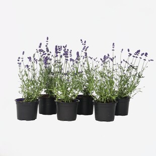 Plant in a Box - Lavendelpflanzen - 36 Stk - Lavandula angustifolia - Höhe 10-15cm - Topf 11cm 