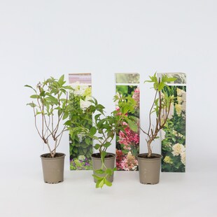Plant in a Box - Hortensie - 3 Stk - Hortensia paniculata - Höhe 25-35cm - Topf 9cm 