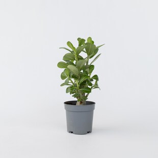 Plant in a Box - Wüstenrose - Adenium obesum - Höhe 25-40cm - Topf 10,5cm 