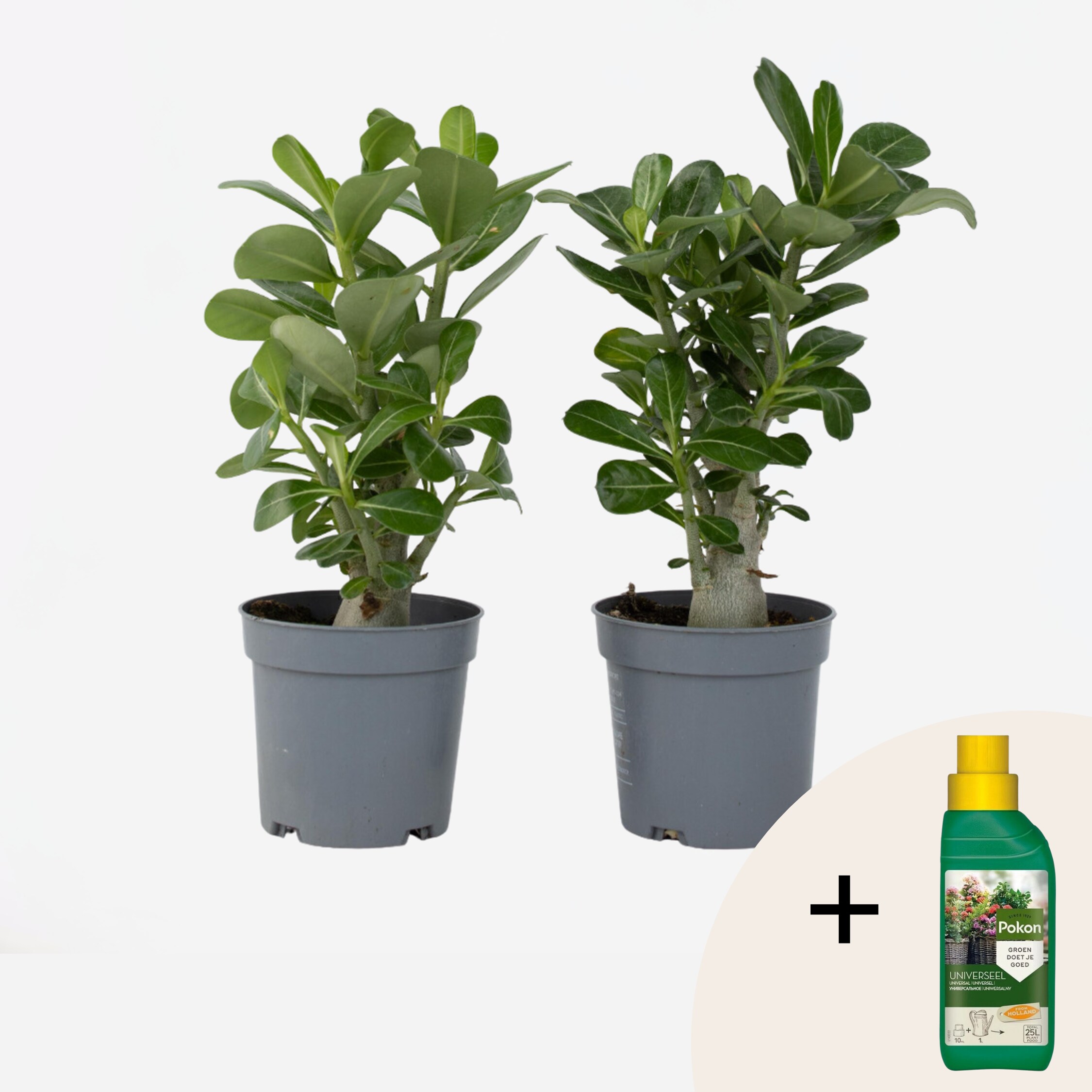 Plant in a Box - W&uuml;stenrose - 2 Stk - Adenium obesum - H&ouml;he 25-40cm - Topf 11cm 