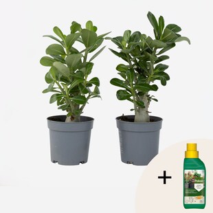 Plant in a Box - Wüstenrose - 2 Stk - Adenium obesum - Höhe 25-40cm - Topf 11cm 