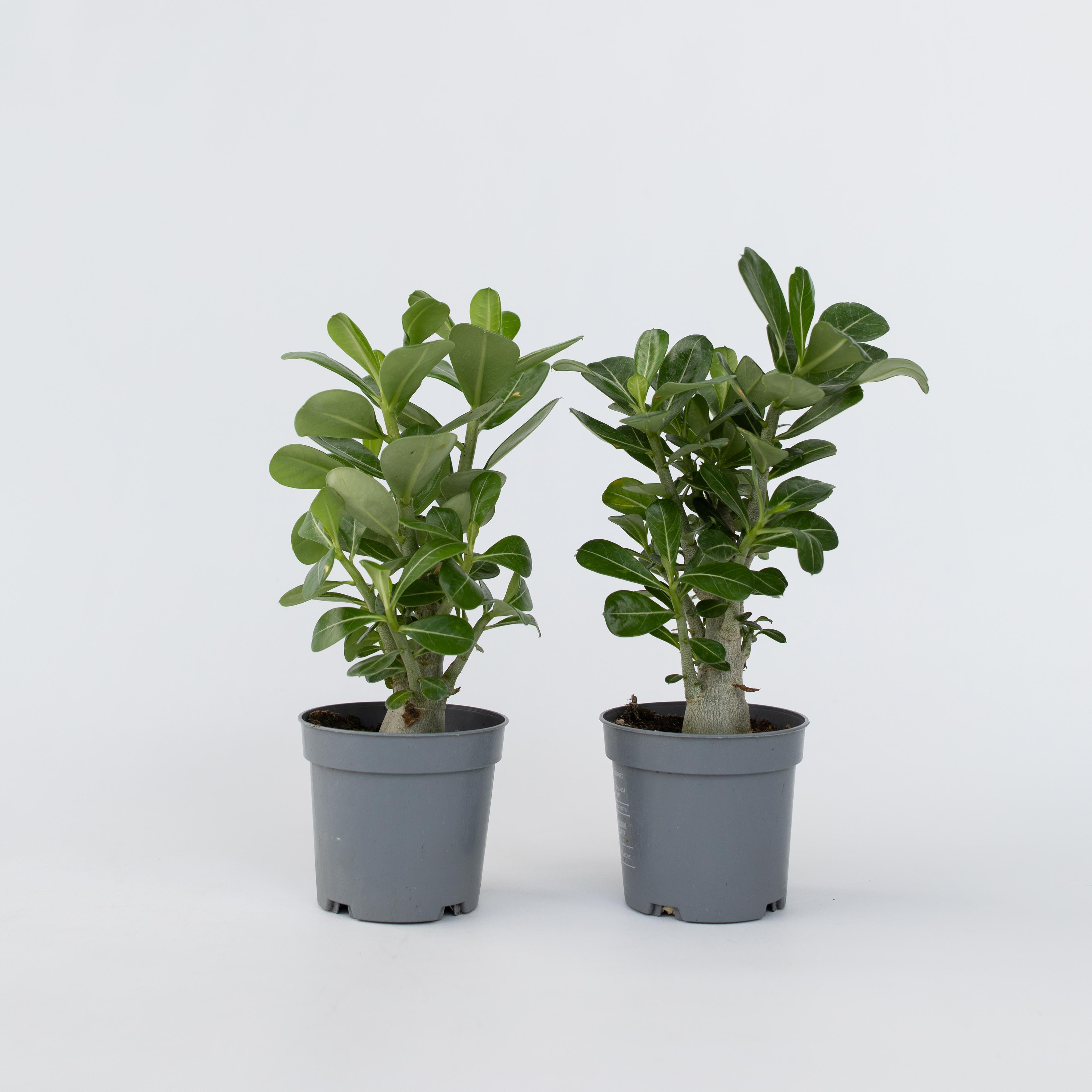 Plant in a Box - W&uuml;stenrose - 4 Stk - Adenium obesum - H&ouml;he 25-40cm - Topf 11cm 