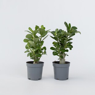 Plant in a Box - Wüstenrose - 4 Stk - Adenium obesum - Höhe 25-40cm - Topf 11cm 