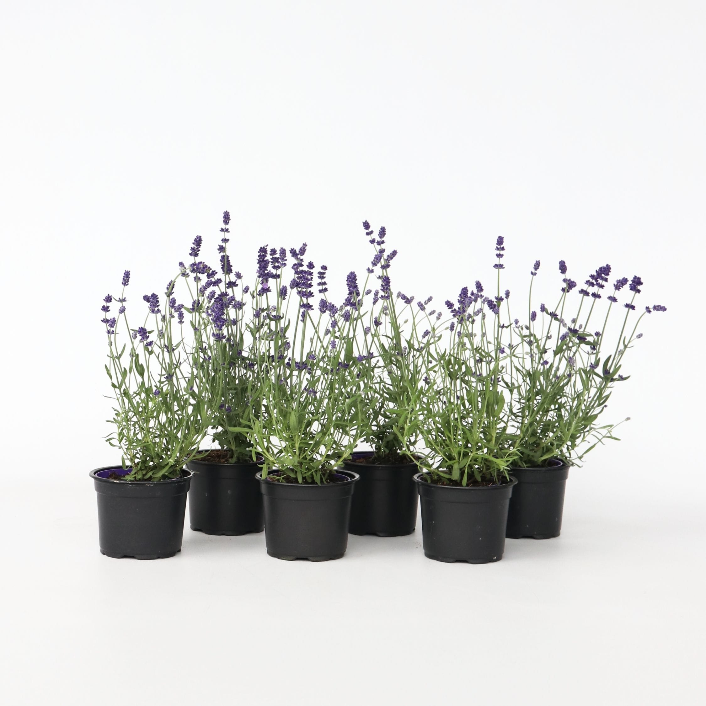 Plant in a Box - Lavendelpflanzen - 6 Stk - Lavandula angustifolia - H&ouml;he 10-15cm - Topf 11cm 