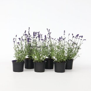 Plant in a Box - Lavendelpflanzen - 6 Stk - Lavandula angustifolia - Höhe 10-15cm - Topf 11cm 