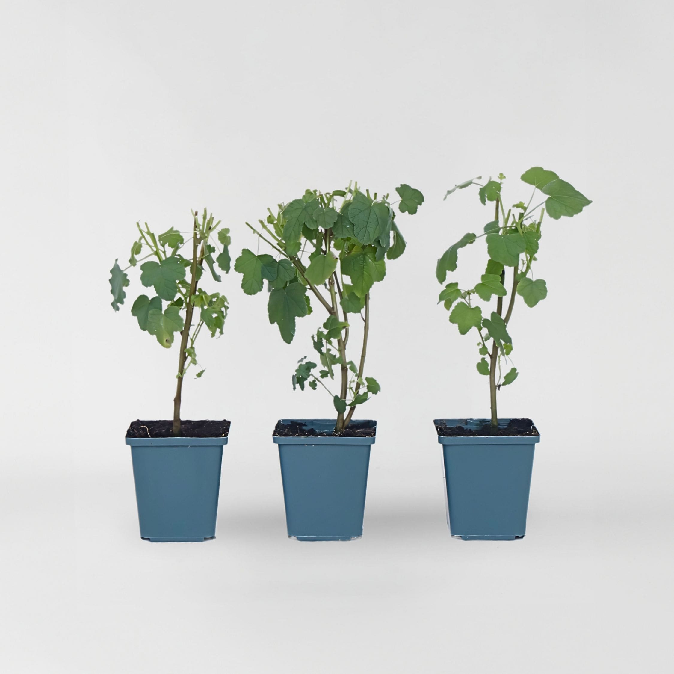 Plant in a Box - Kapmalve - 3 Stk - Anisodontea capensis 'El Rayo' - H&ouml;he 25-40cm - Topf 9cm 