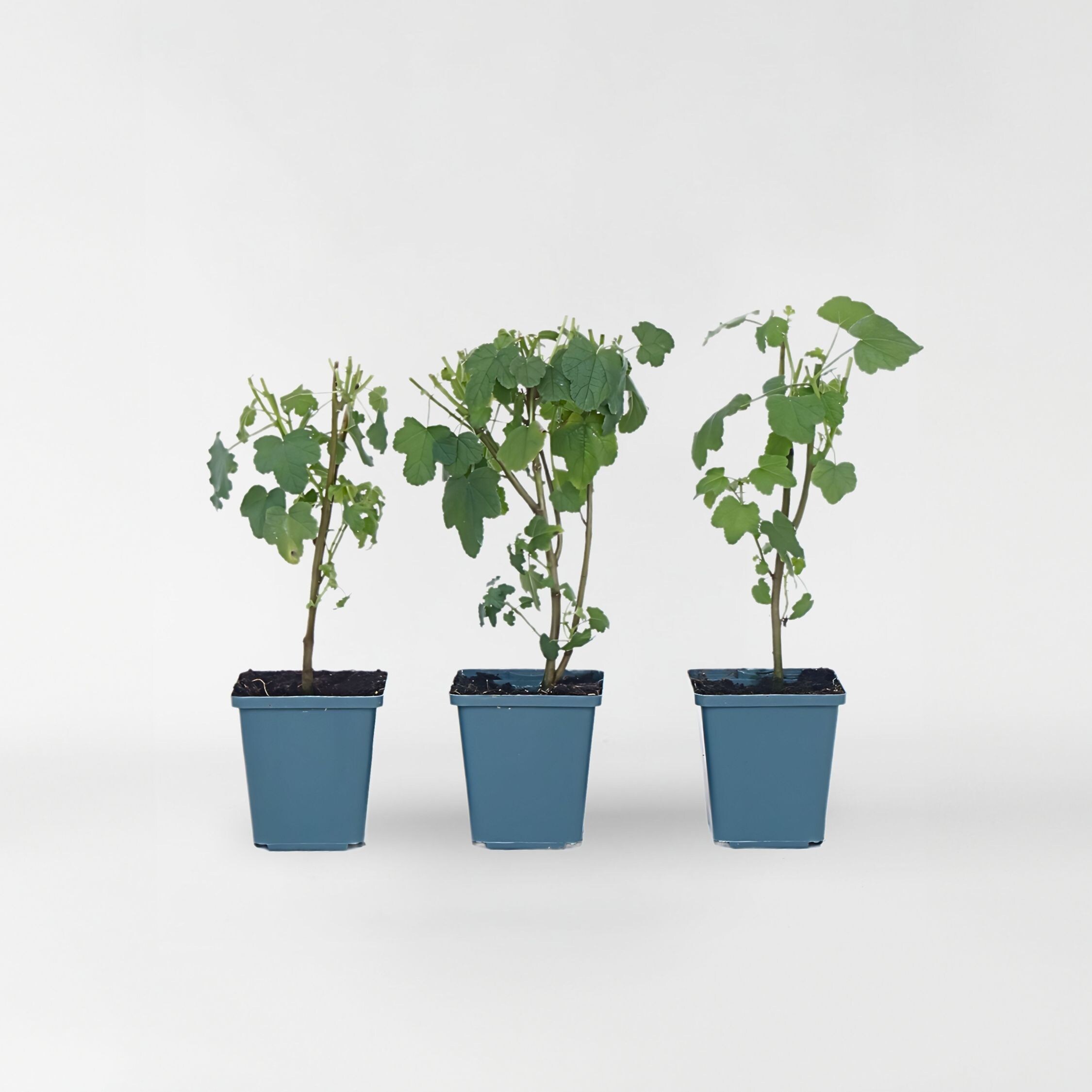 Plant in a Box - Kapmalve - 6 Stk - Anisodontea capensis 'El Rayo' - H&ouml;he 25-40cm - Topf 9cm 