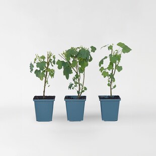 Plant in a Box - Kapmalve - 6 Stk - Anisodontea capensis 'El Rayo' - Höhe 25-40cm - Topf 9cm 