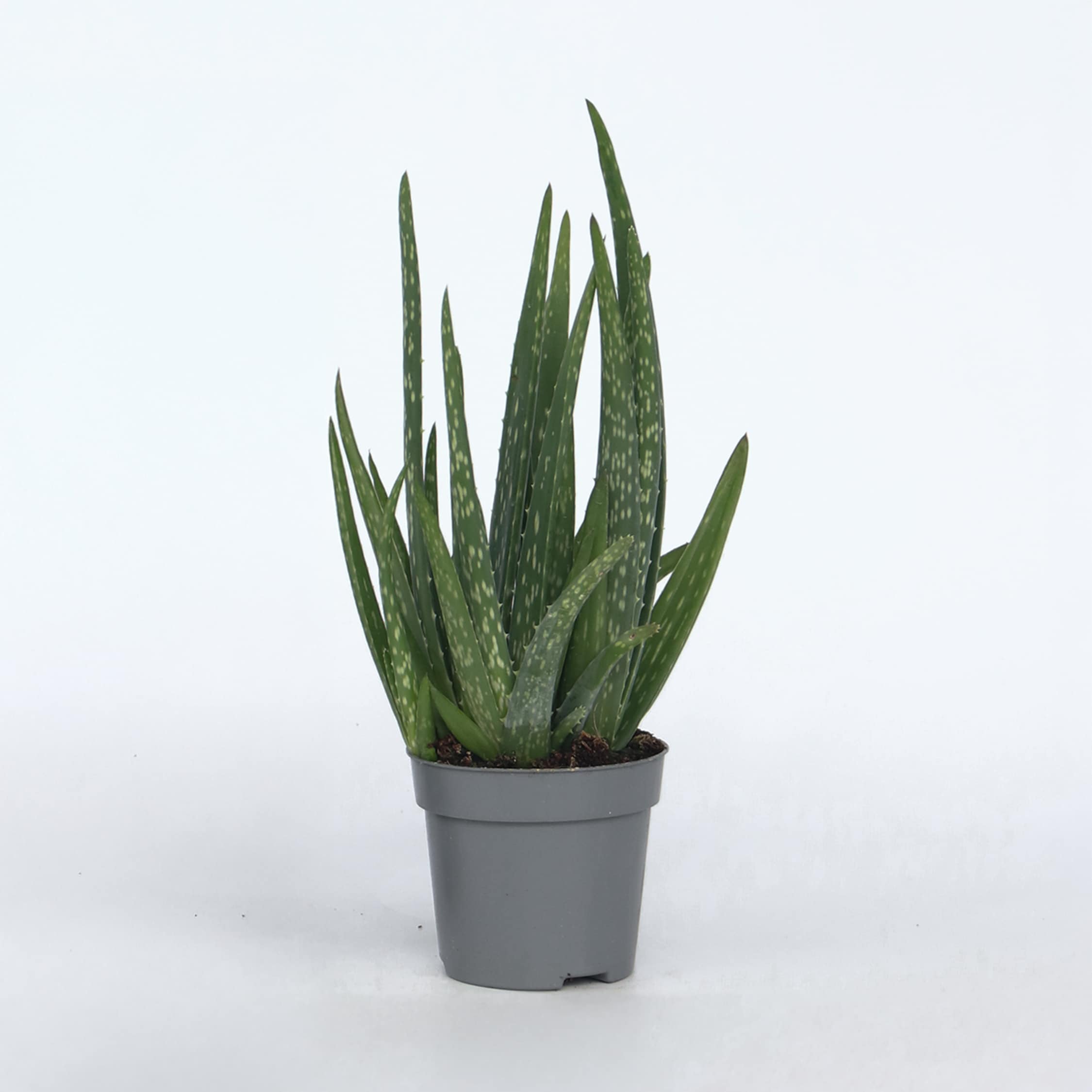 Plant in a Box - Aloe barbadensis - Aloe Vera - H&ouml;he 25-40cm - Pot 10,5cm 