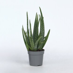 Plant in a Box - Aloe barbadensis - Aloe Vera - Höhe 25-40cm - Pot 10,5cm 