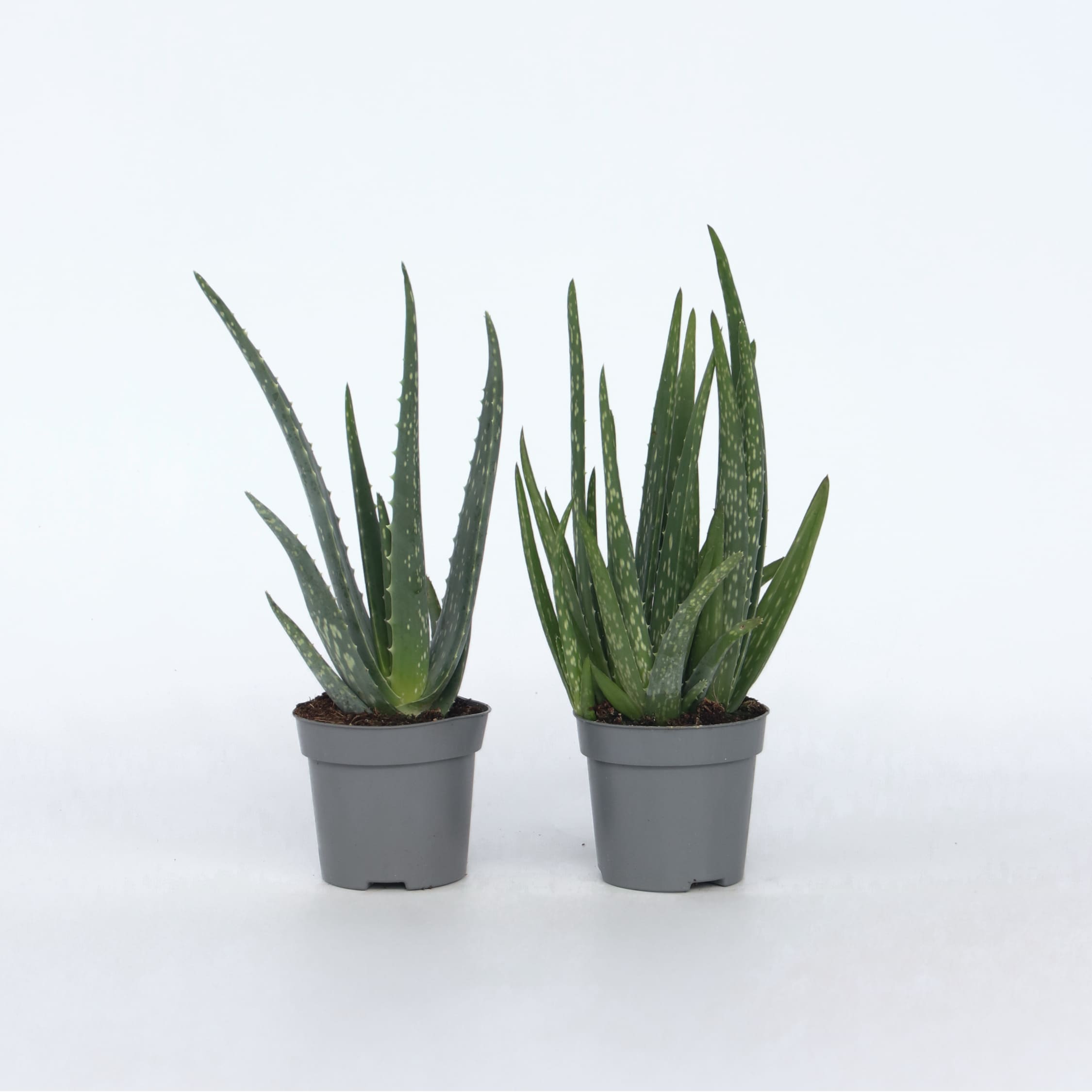 Plant in a Box - Aloe Vera - 2 Stk - Aloe barbadensis - H&ouml;he 25-40cm - Topf 11cm 