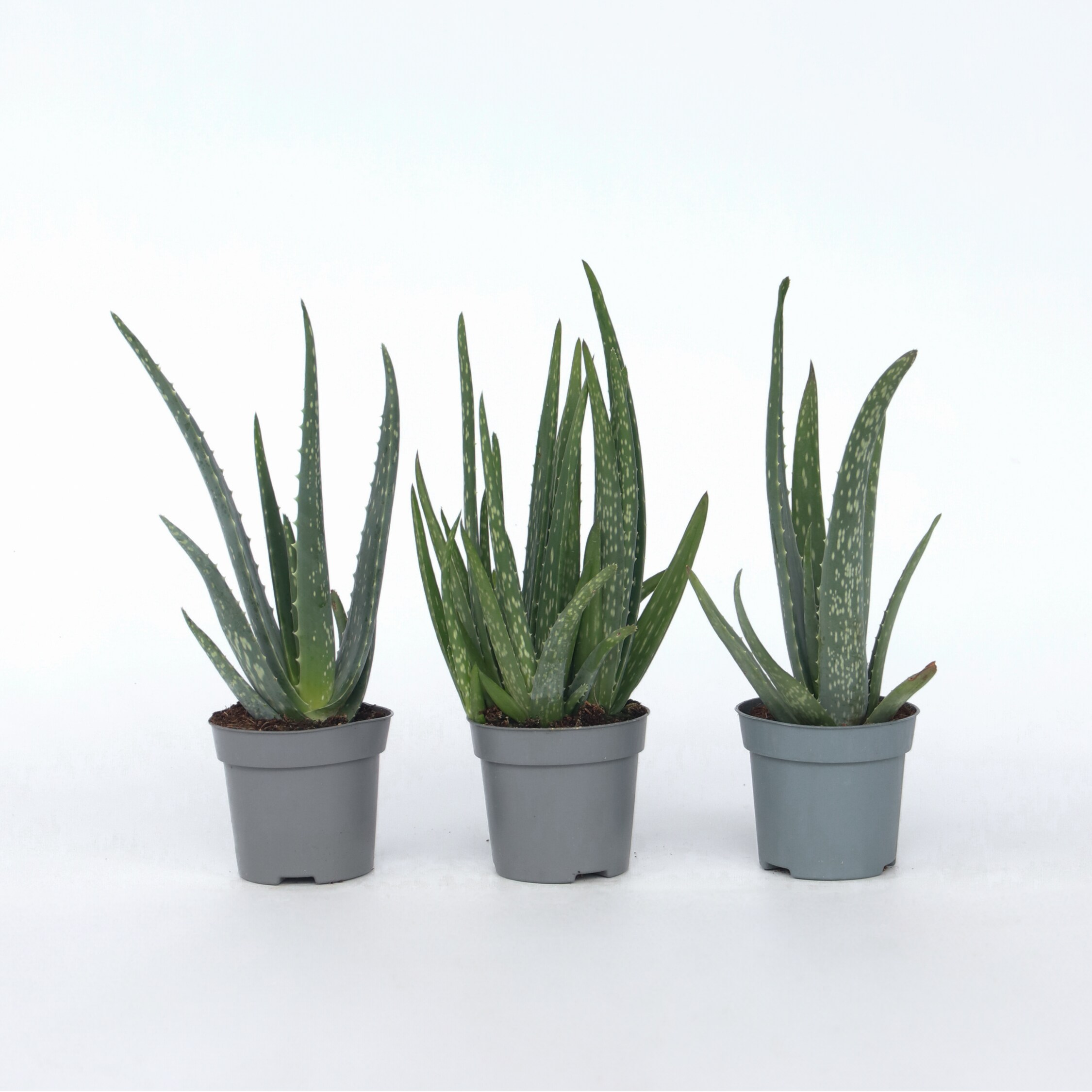 Plant in a Box - Aloe Vera - 3 Stk - Aloe barbadensis - H&ouml;he 25-40cm - Topf 11cm 