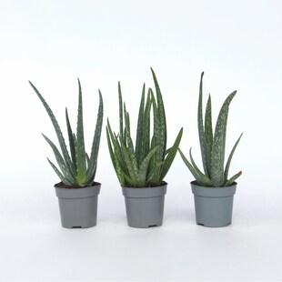 Plant in a Box - Aloe Vera - 3 Stk - Aloe barbadensis - Höhe 25-40cm - Topf 11cm 