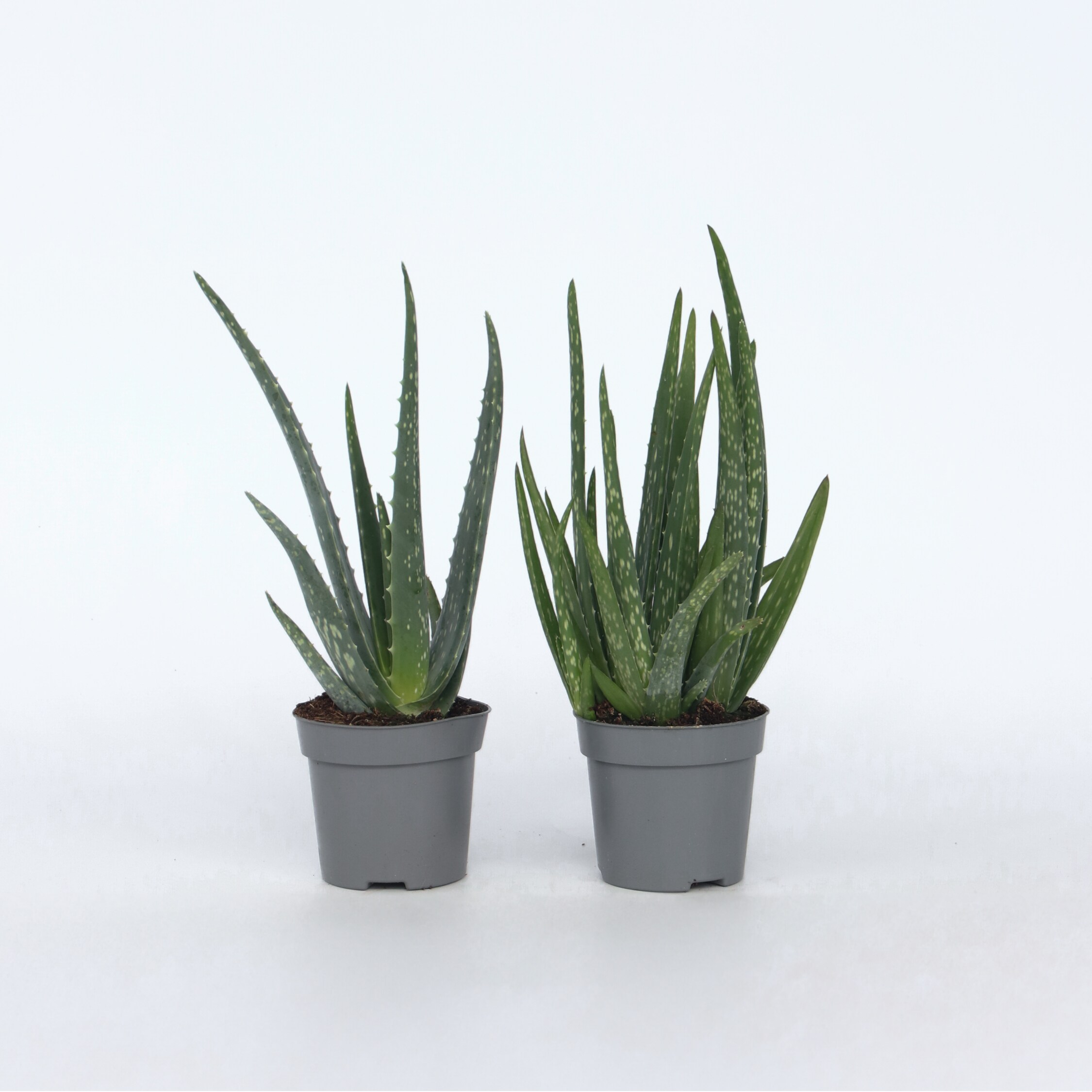 Plant in a Box - Aloe Vera - 4 Stk - Aloe barbadensis - H&ouml;he 25-40cm - Topf 11cm 