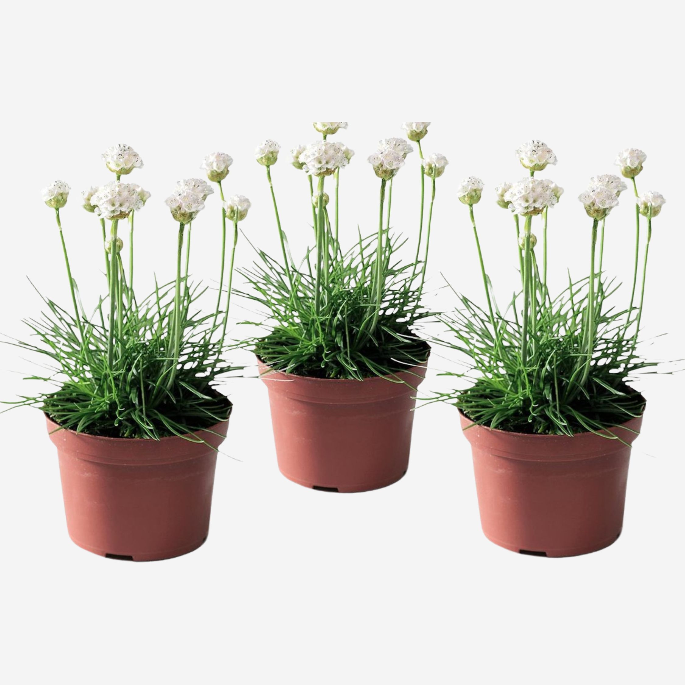 Plant in a Box - Grasnelke - 3 Stk - Armeria maritima 'Deep White' - H&ouml;he 20-30cm - Topf 12cm 