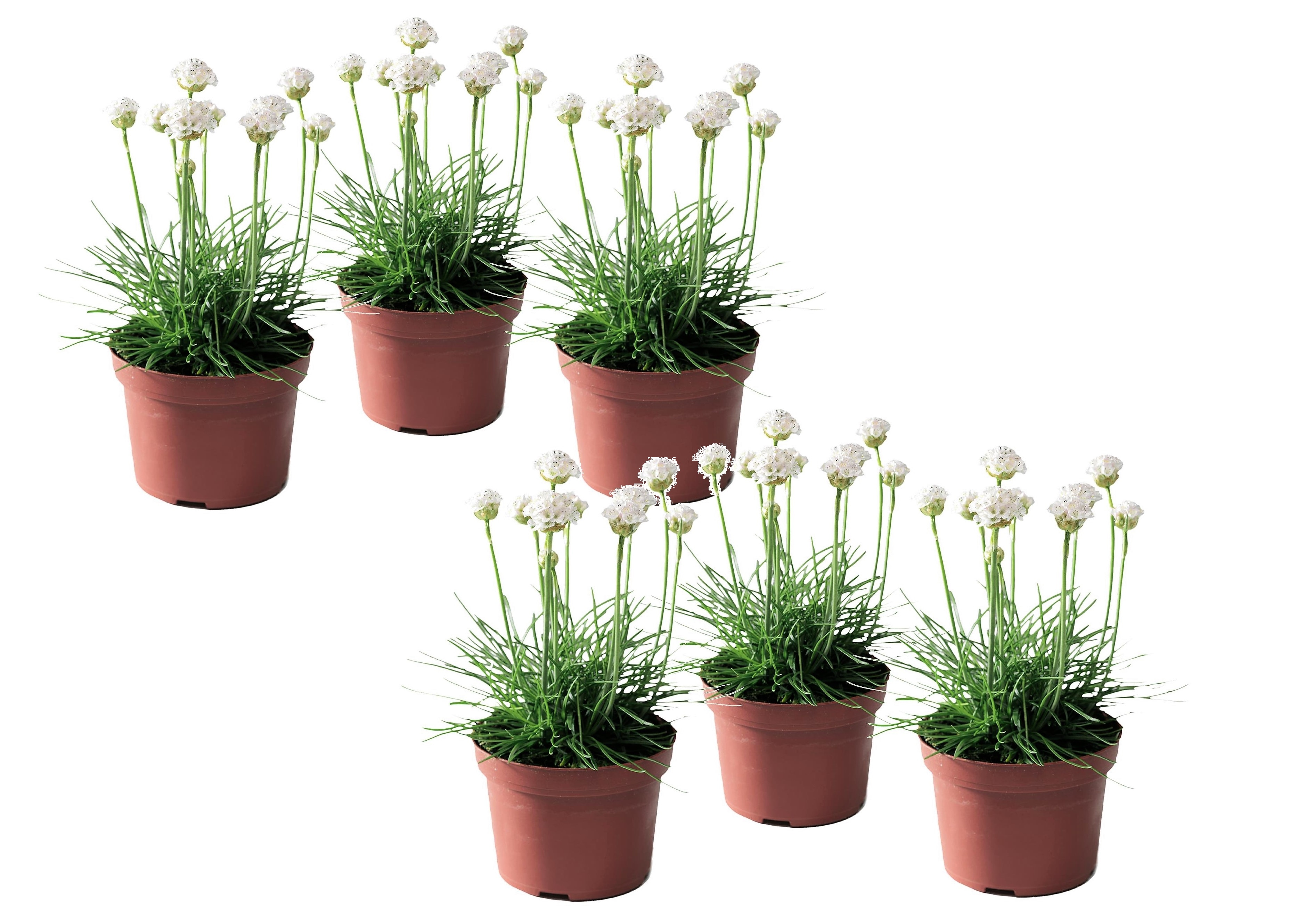 Plant in a Box - Grasnelke - 6 Stk - Armeria maritima 'Deep White' - H&ouml;he 20-30cm - Topf 12cm 