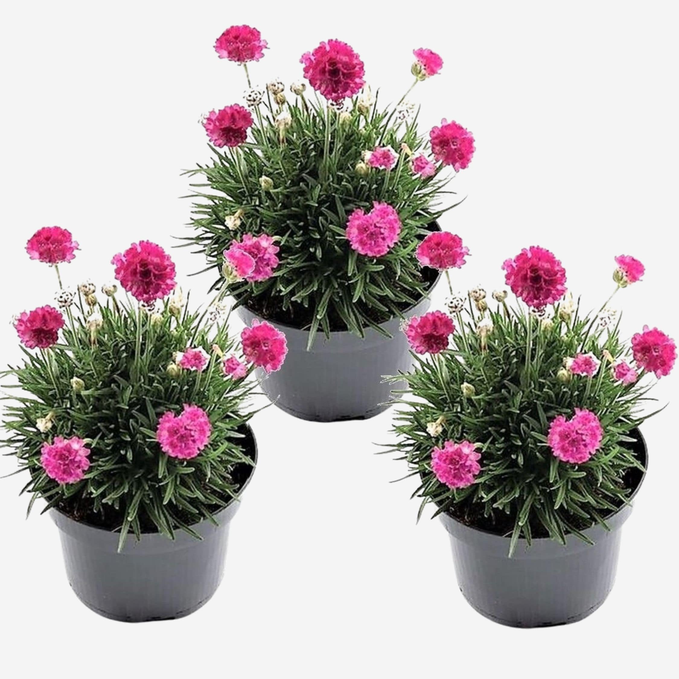 Plant in a Box - Grasnelke - 3 Stk - Armeria maritima 'Deep Rose' - H&ouml;he 20-30cm - Topf 12cm 