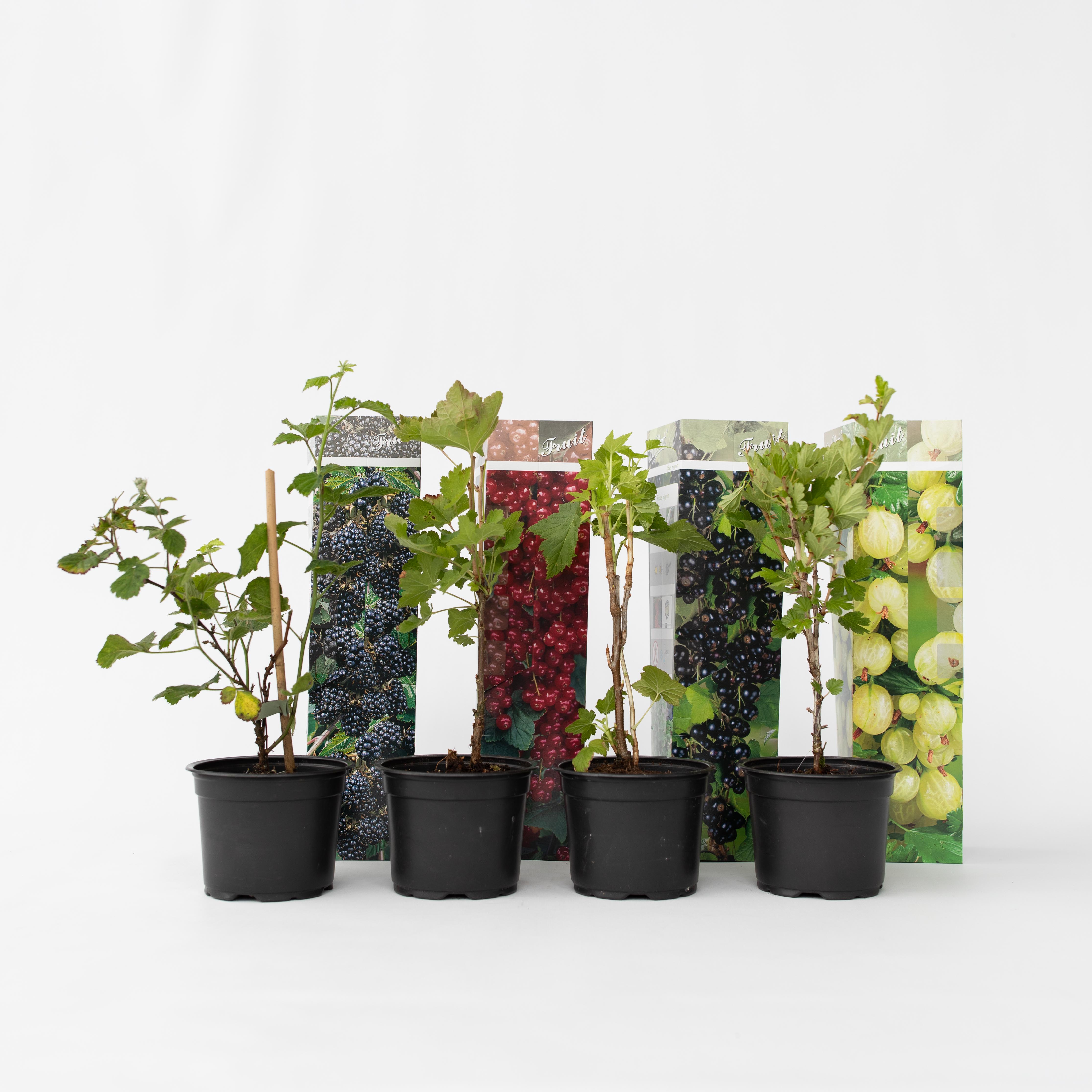 Plant in a Box - Beerenpflanzen - 8 Stk - Rubus, rubrum, Uva, Fructosus - H&ouml;he 25-40cm - Topf 9cm 