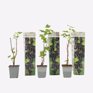 Plant in a Box - Schwarze Johannisbeere - 3er-Set - Ribes Nigrum - Höhe 25-40cm - Topf 9cm 