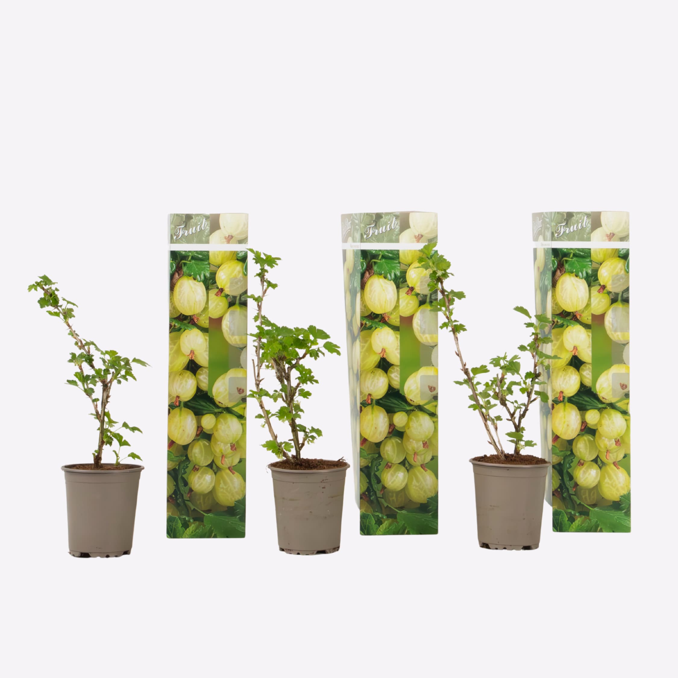 Plant in a Box - Stachelbeere - 3er-Set - Ribes uva- crispa - H&ouml;he 25-40cm - Topf 9cm 
