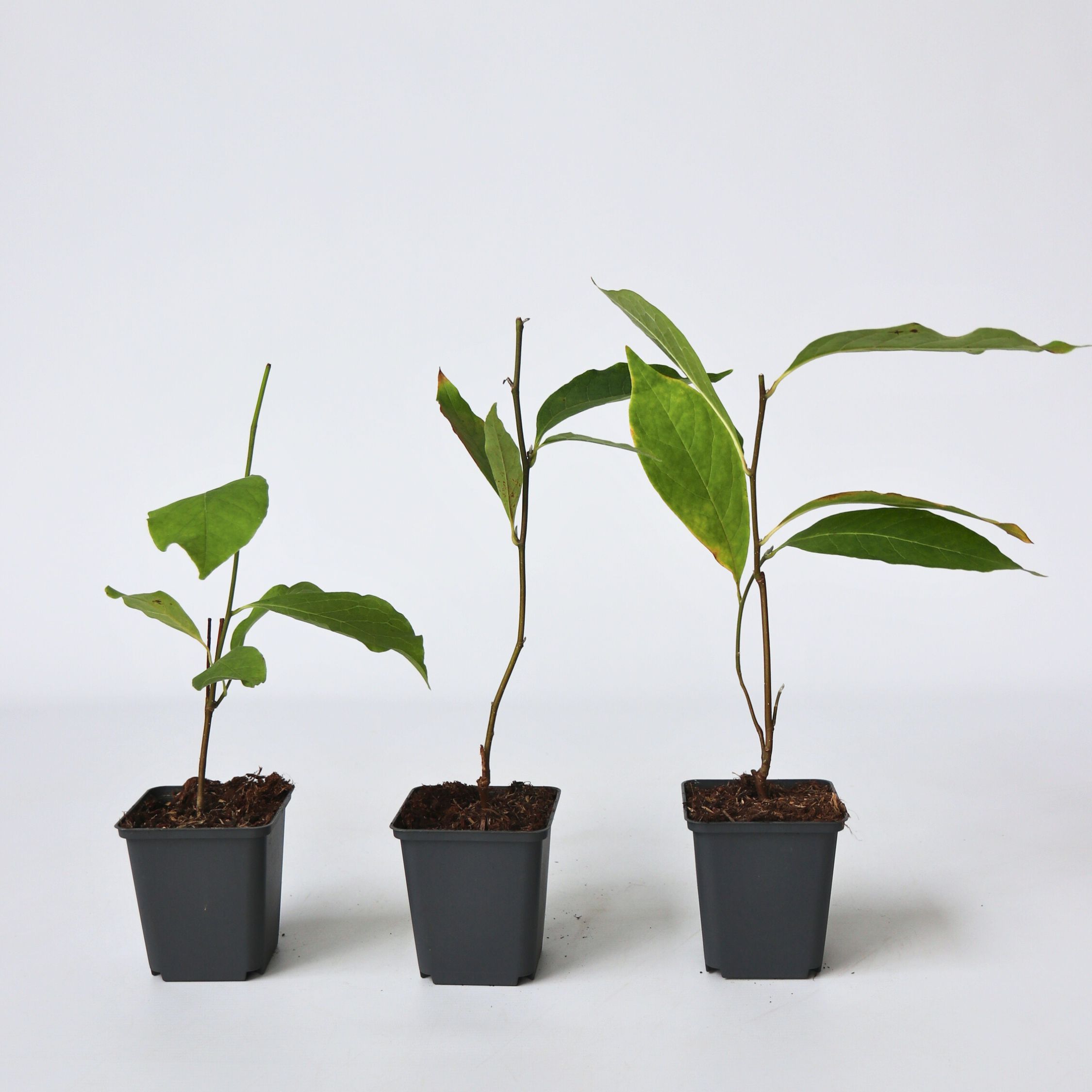 Plant in a Box - Magnolie - 3 Stk - Magnolia - H&ouml;he 25-40cm - Topf 9cm 