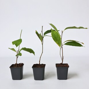 Plant in a Box - Magnolie - 3 Stk - Magnolia - Höhe 25-40cm - Topf 9cm 