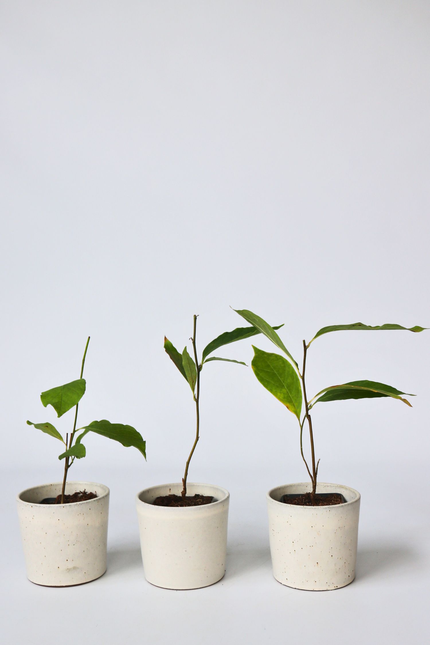 Plant in a Box - Magnolie - 6 Stk - Magnolia - H&ouml;he 25-40cm - Topf 9cm 