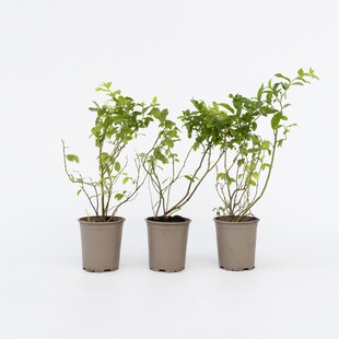 Plant in a Box - Blaubeere - 6 Stk - Vaccinium corymbosum 'Sunshine Blue' - Höhe 25-40cm - Topf 9cm 