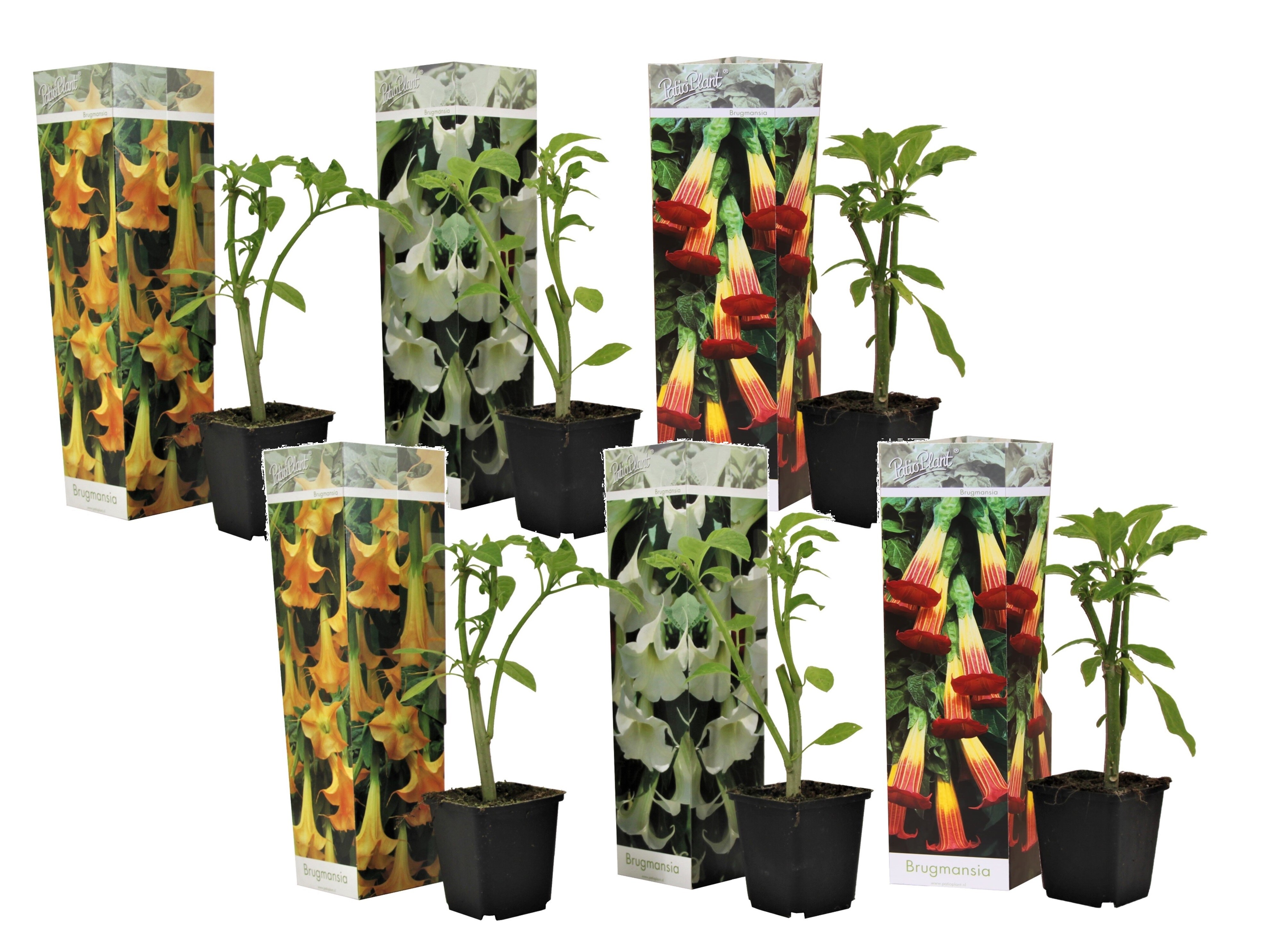 Plant in a Box - Engelstrompete - 6 Stk - Brugmansia - H&ouml;he 25-40cm - Topf 9cm 