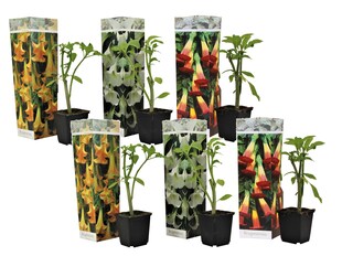 Plant in a Box - Engelstrompete - 6 Stk - Brugmansia - Höhe 25-40cm - Topf 9cm 