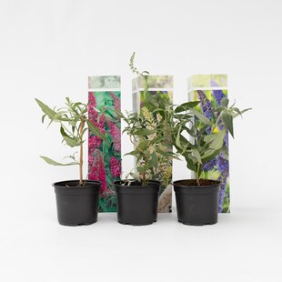 Plant in a Box - Schmetterlingsfliedern - 3 Stk - Buddleja davidii - Höhe 25-40cm - Topf 9cm 