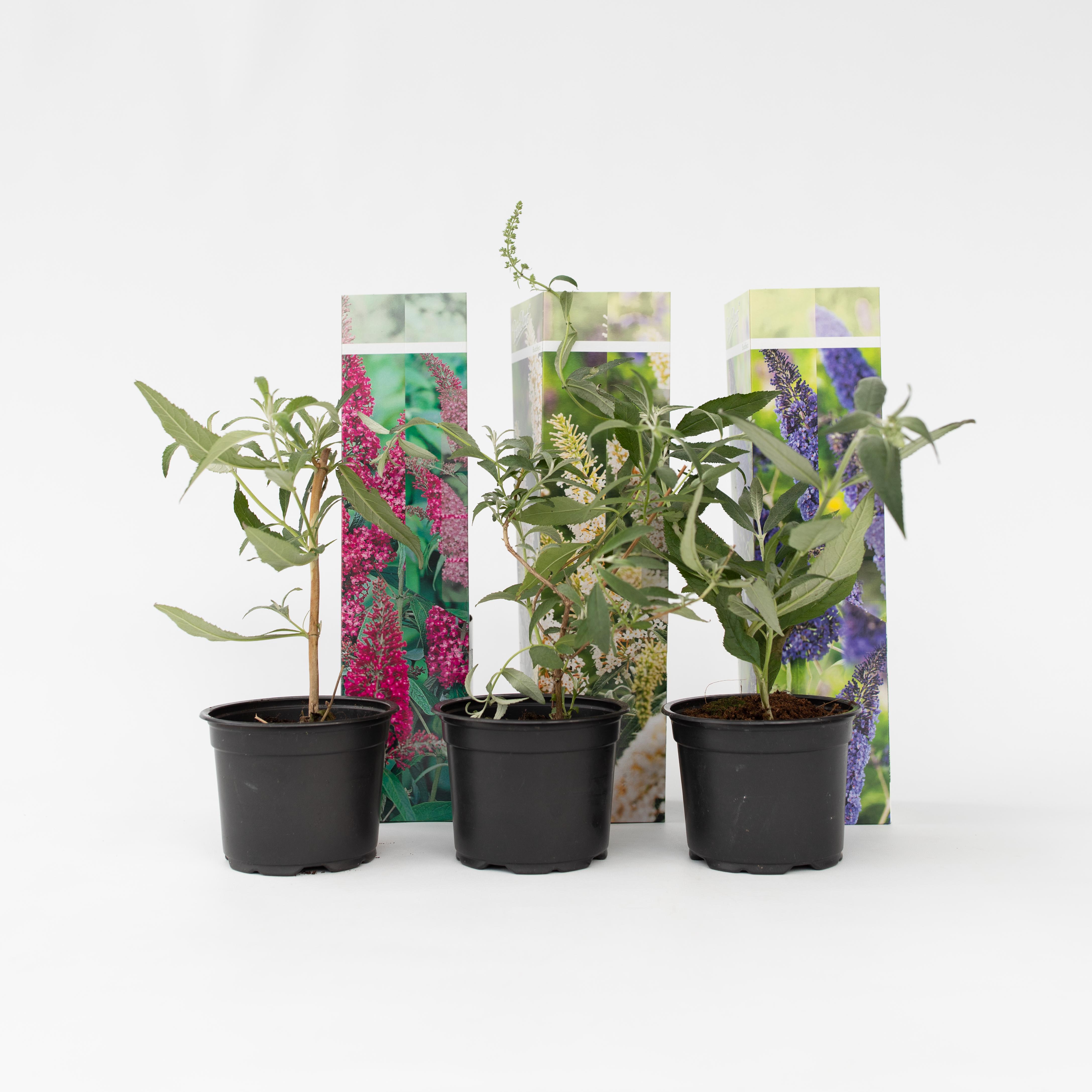 Plant in a Box - Schmetterlingsfliedern - 6 Stk - Buddleja davidii - H&ouml;he 25-40cm - Topf 9cm 