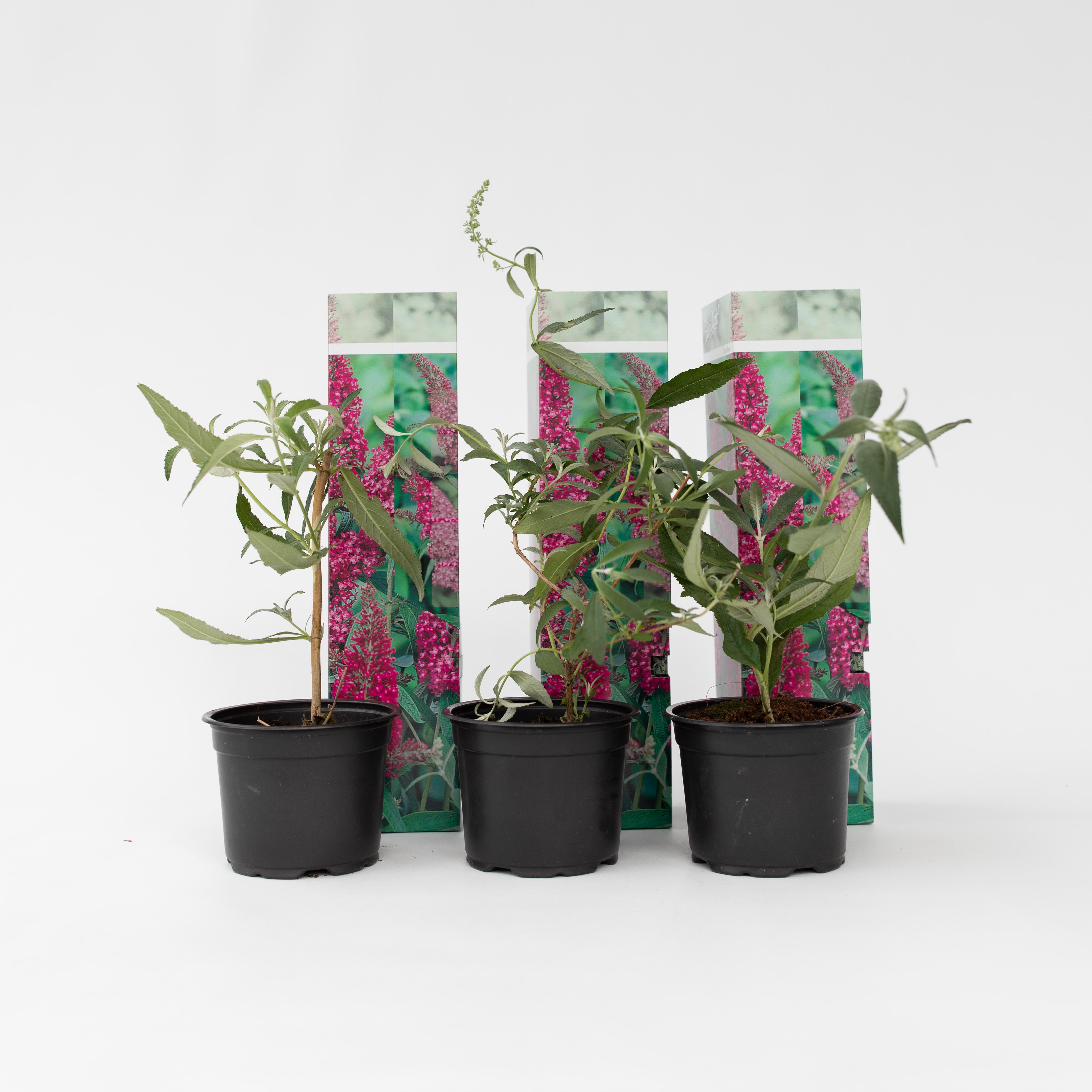 Plant in a Box - Schmetterlingsfliedern - 3 Stk - Buddleja 'Pink Delight' - H&ouml;he 25-40cm - Topf 9cm 