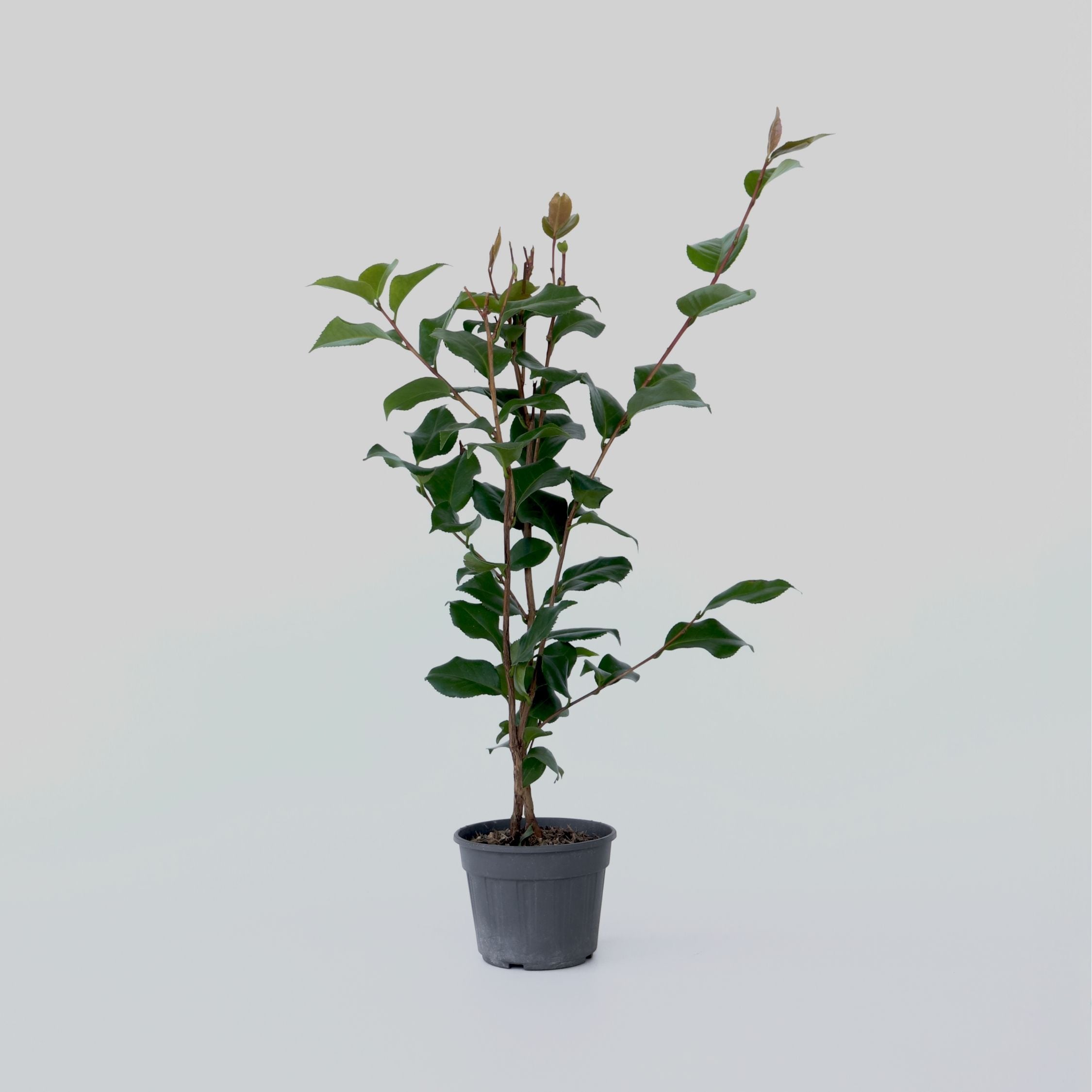 Plant in a Box - Japanische Rose - Camellia japonica 'Dr. King' - H&ouml;he 50-60cm - Topf 15cm 