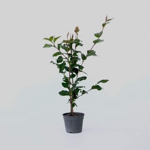 Plant in a Box - Japanische Rose - Camellia japonica 'Dr. King' - Höhe 50-60cm - Topf 15cm 