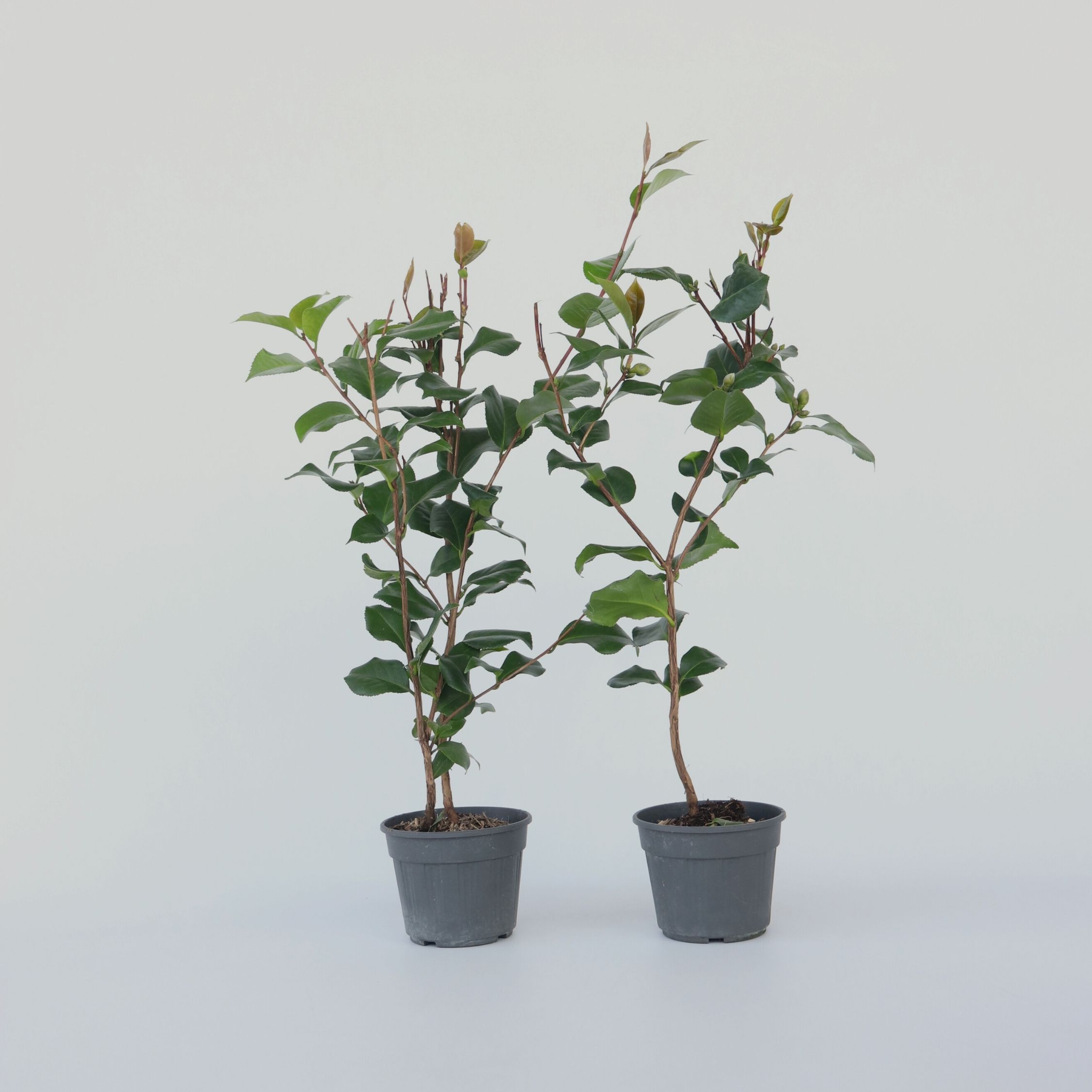 Plant in a Box - Japanische Rose - 2 Stk - Camellia japonica 'Dr. King' - H&ouml;he 50-60cm - Topf 15cm 