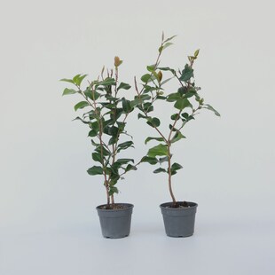 Plant in a Box - Japanische Rose - 2 Stk - Camellia japonica 'Dr. King' - Höhe 50-60cm - Topf 15cm 