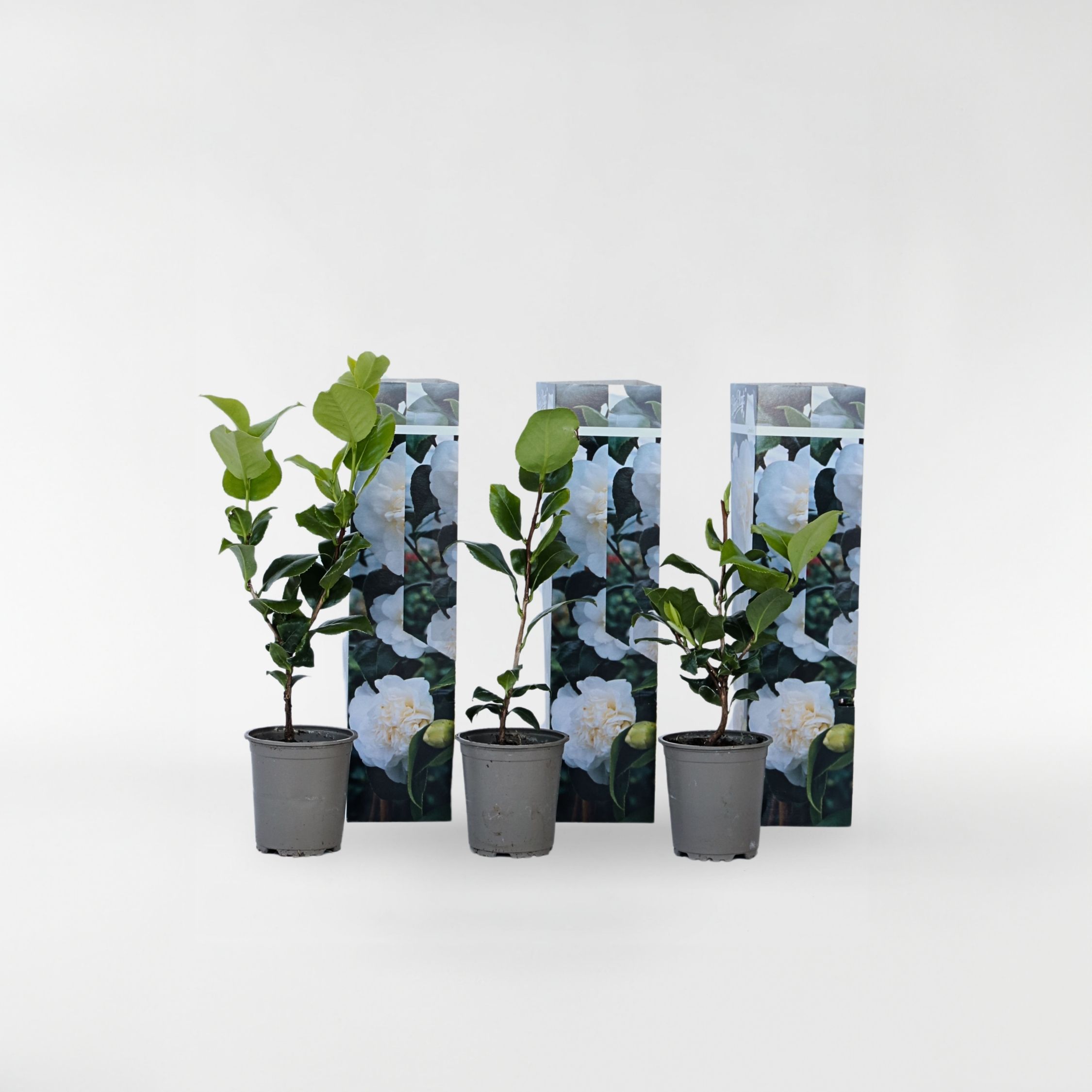 Plant in a Box - Japanische Rose - 3 Stk - Camellia japonica 'Brush Field' - H&ouml;he 25-40cm - Topf 9cm 