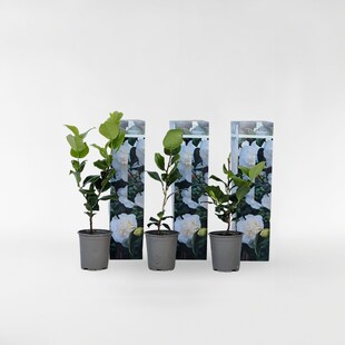 Plant in a Box - Japanische Rose - 3 Stk - Camellia japonica 'Brush Field' - Höhe 25-40cm - Topf 9cm 